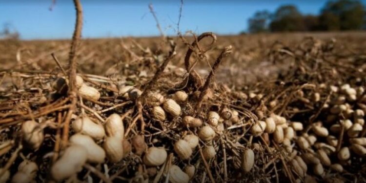 Distribuyen cupo de exportación de pasta de maní a Estados Unidos entre 10 empresas