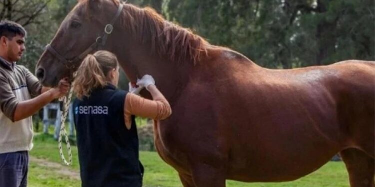 Cambios en la normativa sobre encefalomielitis equina