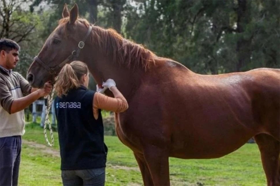 Cambios en la normativa sobre encefalomielitis equina
