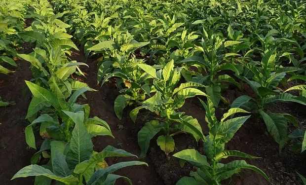 Aumento del 300%: qué precio se acordó para el kilo de tabaco