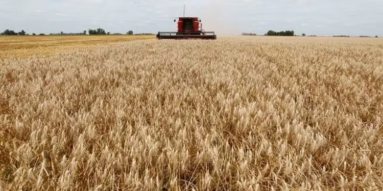 El gobierno prorrogó exportaciones de trigo para evitar incumplimientos de compromisos externos y problemas de abastecimiento interno