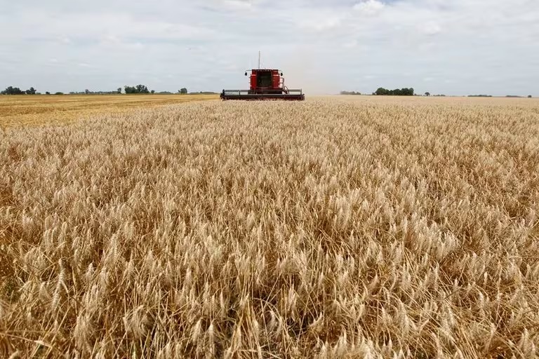 El gobierno prorrogó exportaciones de trigo para evitar incumplimientos de compromisos externos y problemas de abastecimiento interno