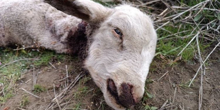 Una encuesta del INTA muestra que la Patagonia austral está regresando a épocas primitivas: El humano se retira y avanzan las bestias, que se hacen un festín con las ovejas