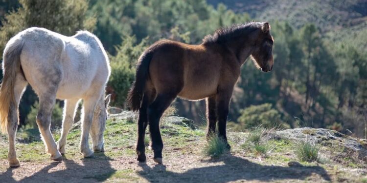 Las tres personas internadas por posible cuadros de encefalomielitis equina fueron dadas de alta