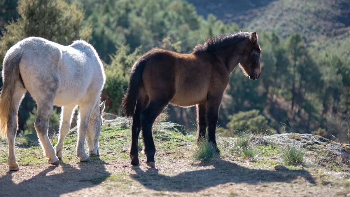 Las tres personas internadas por posible cuadros de encefalomielitis equina fueron dadas de alta