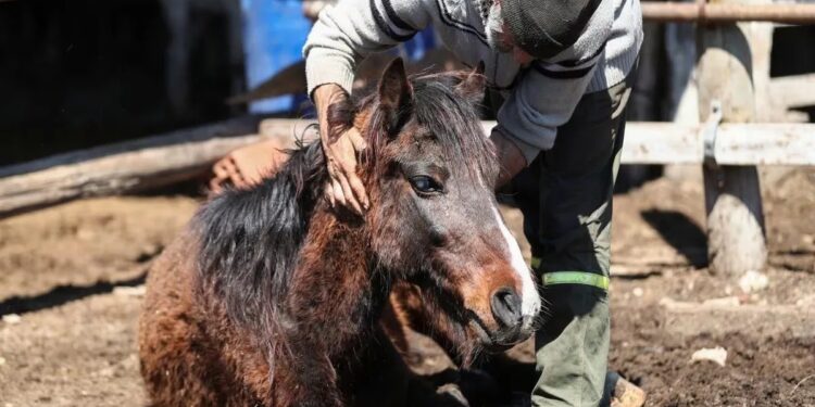 Confirmaron el primer caso de encefalomielitis equina en humanos del NOA
