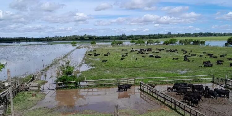 “Estamos mal, sinceramente”: en el norte de Santa Fe la histórica inundación pone en jaque a los productores
