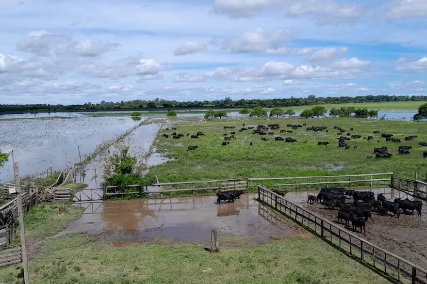 “Estamos mal, sinceramente”: en el norte de Santa Fe la histórica inundación pone en jaque a los productores