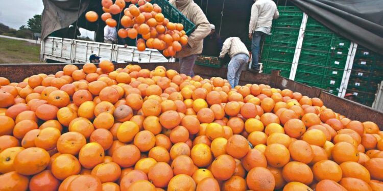 Mandarinas y naranjas; las mejores frutas del 2023