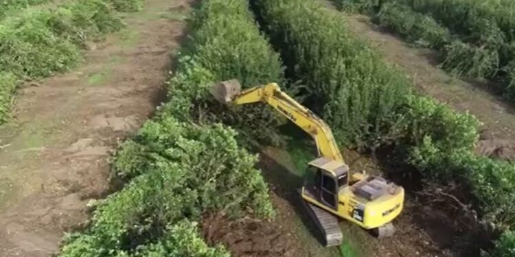 Tucumán registra el desmonte de miles de hectáreas de plantaciones de limón