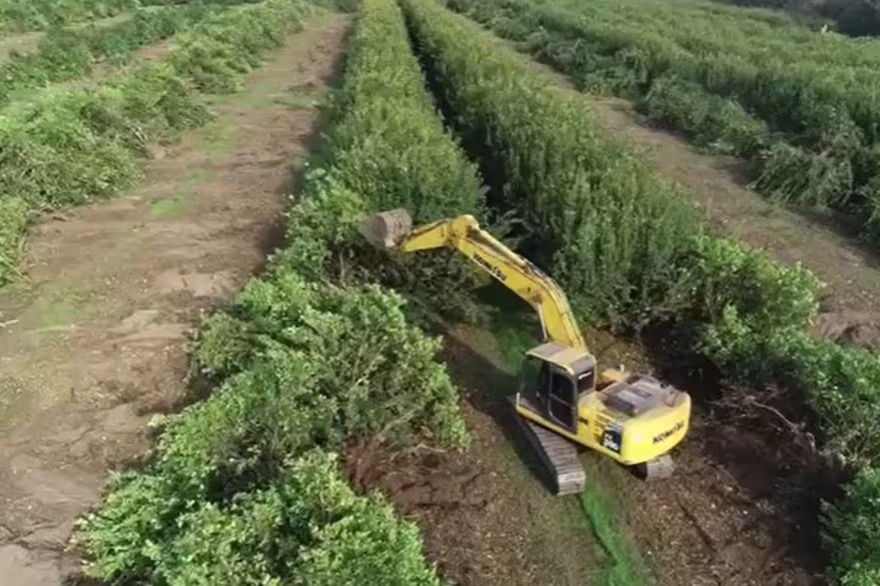 Tucumán registra el desmonte de miles de hectáreas de plantaciones de limón