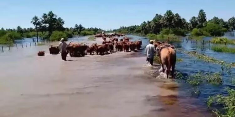 Primero sequía, después fuego y ahora inundaciones: el drama de los productores agropecuarios de Corrientes
