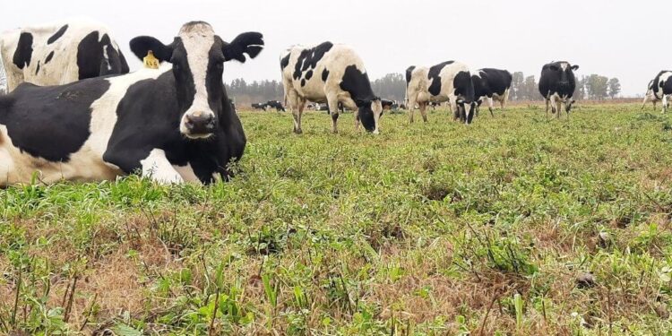 Bienestar animal: “dietas frías” y otras estrategias para reducir el estrés por calor en vacas lecheras