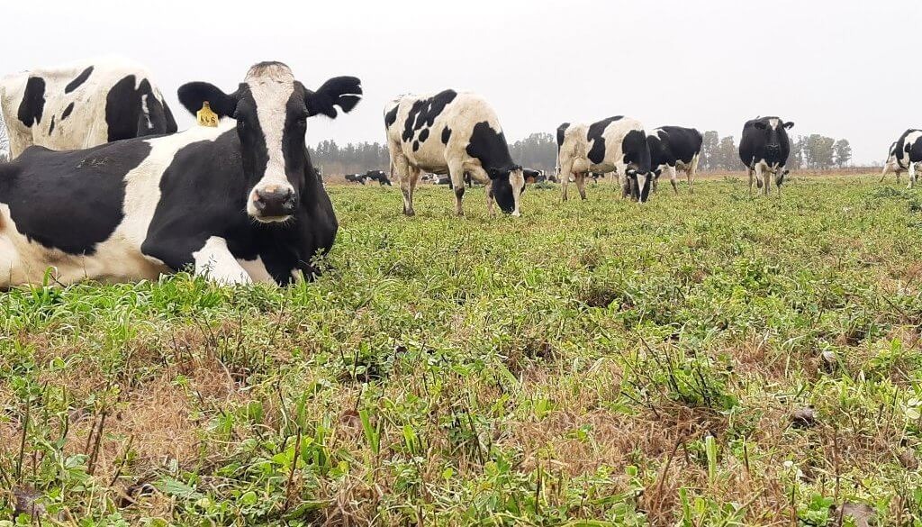 Bienestar animal: “dietas frías” y otras estrategias para reducir el estrés por calor en vacas lecheras
