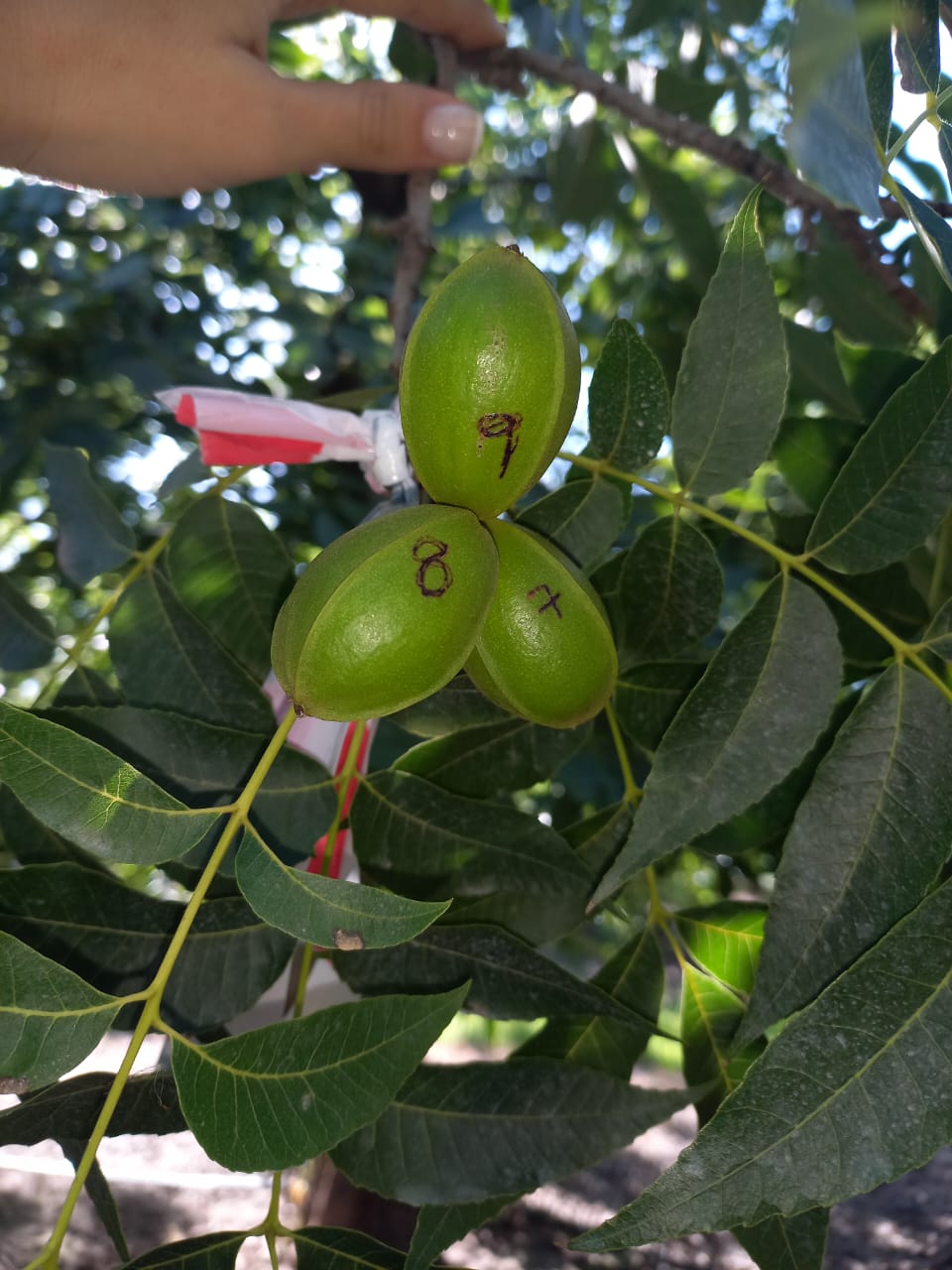 Crece la producción de nuez pecán en Tucumán