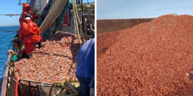 “Catástrofe ecológica”: denuncian que se tiraron langostinos por el equivalente a cinco estadios de fútbol