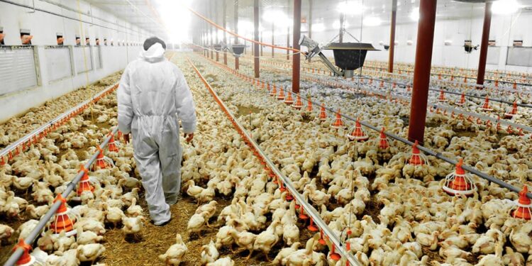 Argentina le pidió a China por la reapertura de las exportaciones de carne aviar, paralizadas desde 2023