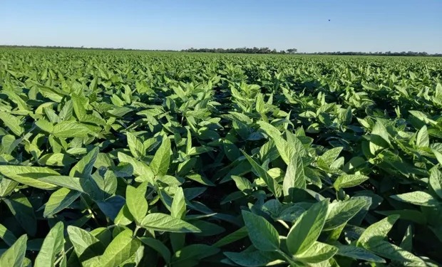 Soja: la producción crecerá cinco veces respecto de 2023, pero debe llover la próxima semana