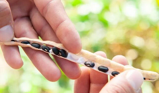 CEGRO INTA: variedad de poroto negro con miras a la exportación