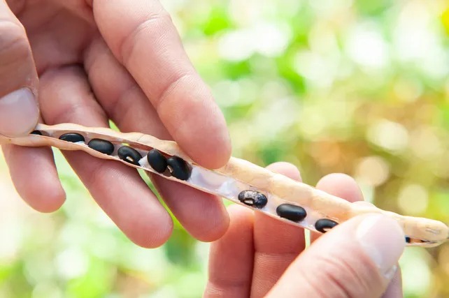 CEGRO INTA: variedad de poroto negro con miras a la exportación