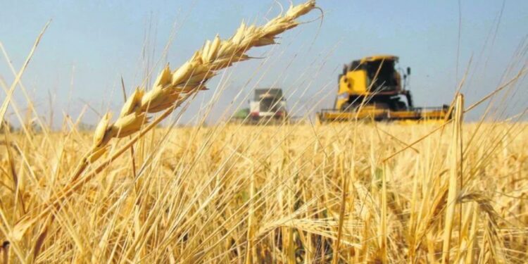 Argentina podrá exportar trigo a China por primera vez