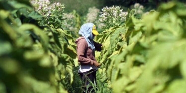 El tabaco se suma a los reclamos: “Que la producción argentina no se convierta en humo”