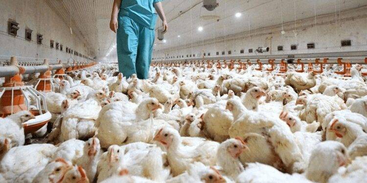 Ante la ola de calor, Senasa teme por la gripe aviar y pidió reforzar medidas de bioseguridad