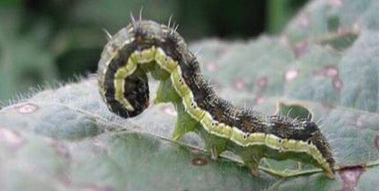 Plagas: con alta presión de insectos, el monitoreo y las estrategias de control son cruciales