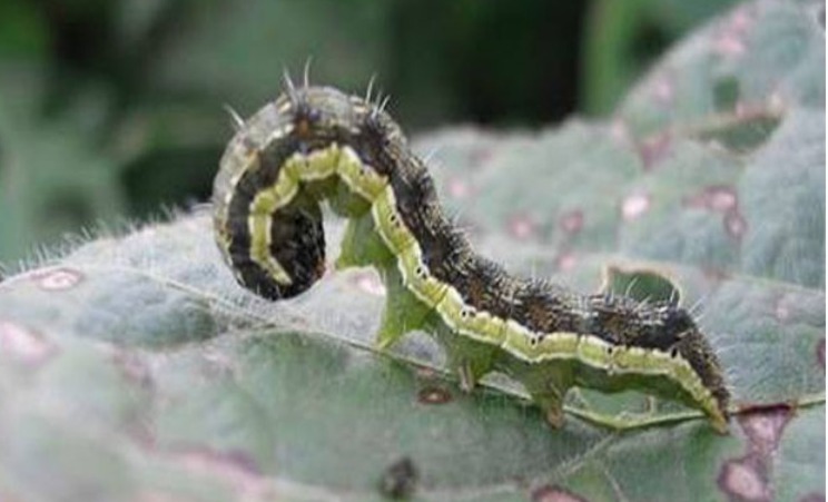 Plagas: con alta presión de insectos, el monitoreo y las estrategias de control son cruciales