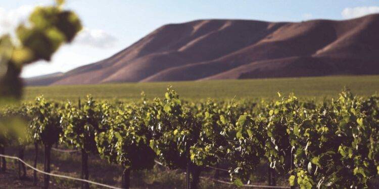 La cosecha de uvas 2024 arranca con buenas perspectivas en el norte argentino