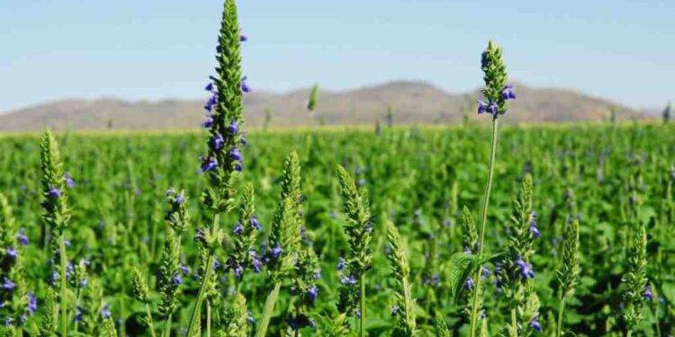 Chía, la pequeña semilla que busca hacerse grande desde Salta
