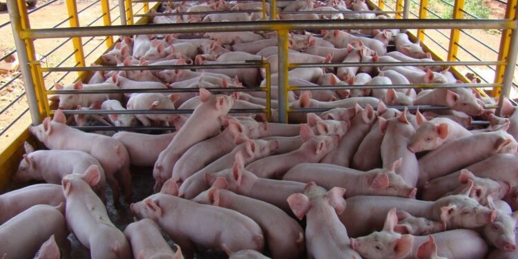 Estrategias para prevenir el estrés térmico en animales