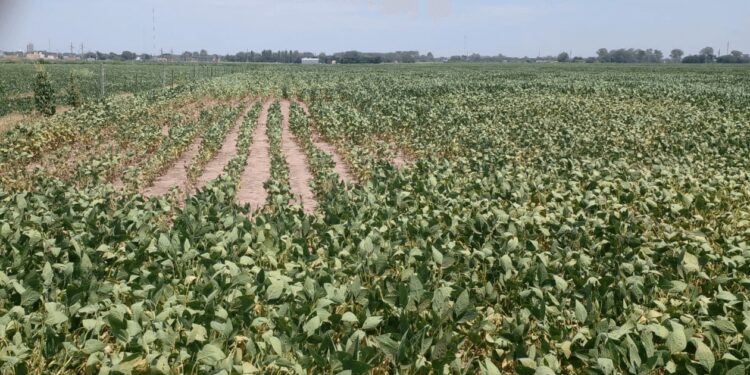 Síntomas irreversibles de estrés: la ola de calor se cobró al menos 100.000 hectáreas de soja