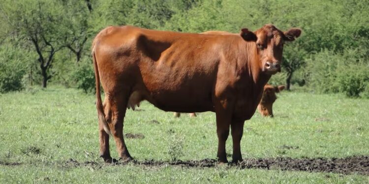 Certificaron en la Argentina la primera producción de carne vacuna carbono negativo del mundo
