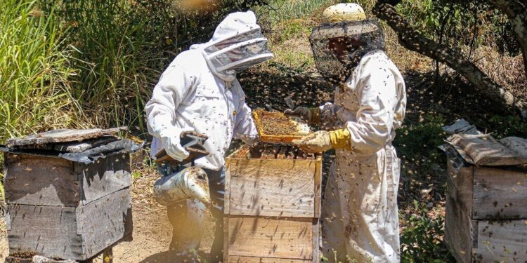 La cosecha de miel avanza con muchos contrastes: también sufrió el impacto de la ola de calor