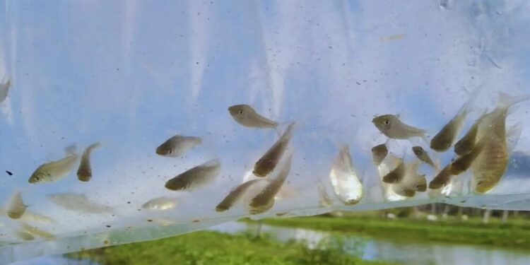 Peces y camarones, otra opción que se investiga contra la invasión de mosquitos