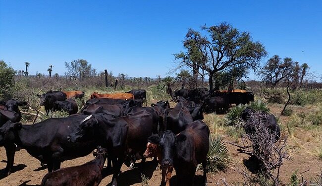 Alerta en el oeste cordobés por la falta de reservas forrajeras para el invierno
