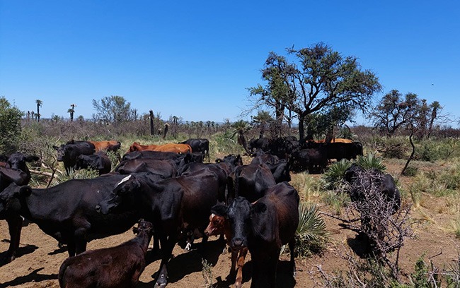 Alerta en el oeste cordobés por la falta de reservas forrajeras para el invierno
