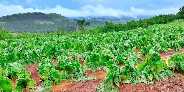 Declaran la emergencia agropecuaria en Misiones por granizo y fuertes vientos