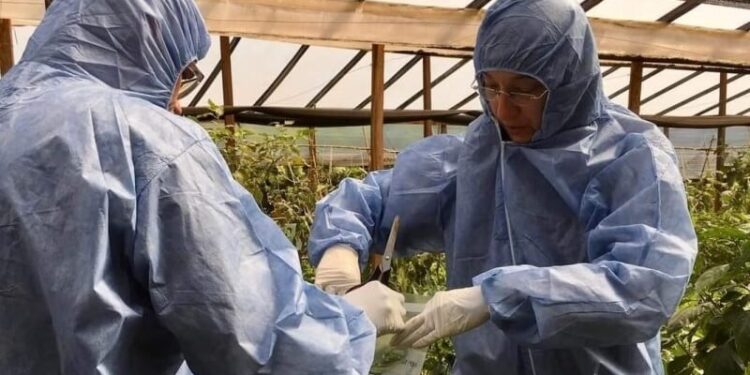 El Senasa realizó nuevos muestreos para frenar al virus rugoso del tomate