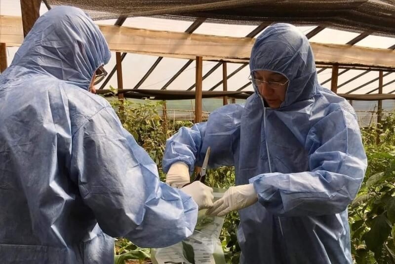 El Senasa realizó nuevos muestreos para frenar al virus rugoso del tomate