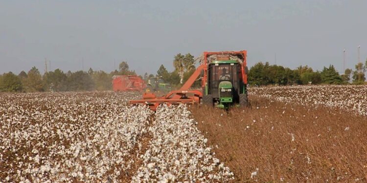 Exportaciones del agro: además de los granos, la sorpresa de enero fue el algodón