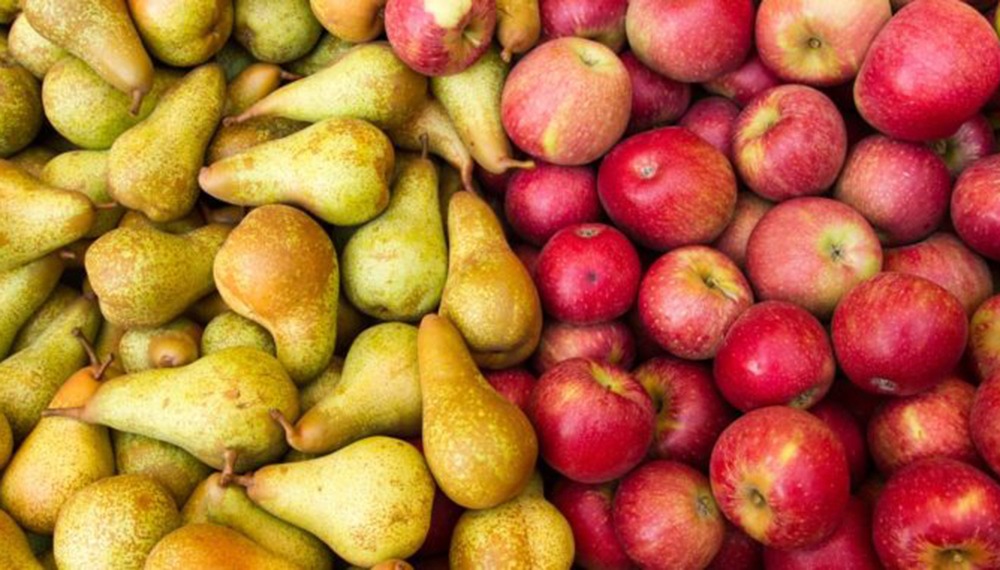 El “muro frutal”, el nuevo modelo que el INTA propone a los productores del Alto Valle