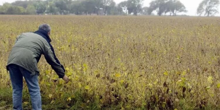 Argentina ya perdió ingresos por USD 6.500 millones en maíz y soja por la sequía y la baja de precios internacionales