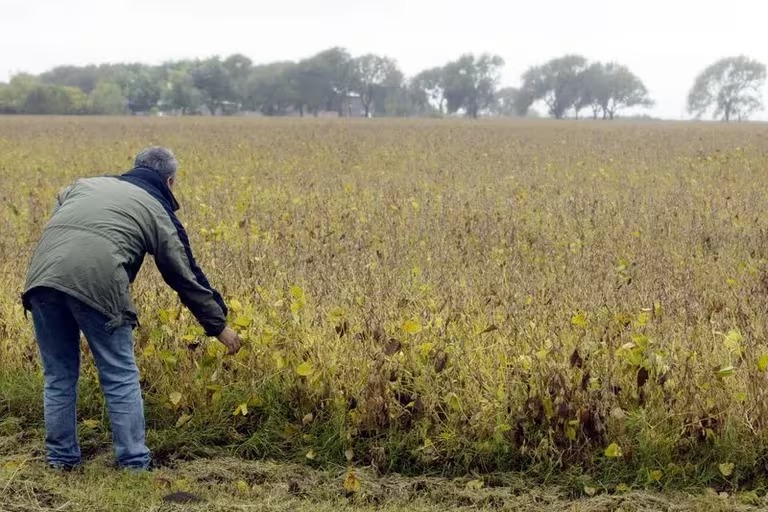 Argentina ya perdió ingresos por USD 6.500 millones en maíz y soja por la sequía y la baja de precios internacionales