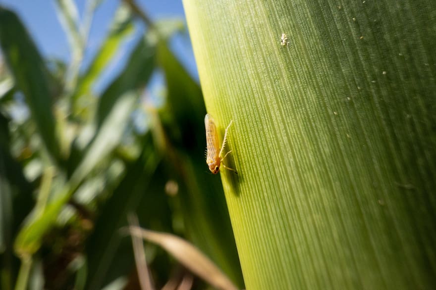 Diputados piden declarar la emergencia agrícola nacional por la chicharrita del maíz