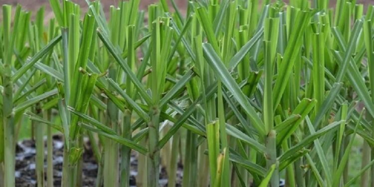 Agricultura aprobó nuevos ensayos de una caña de azúcar genéticamente modificada