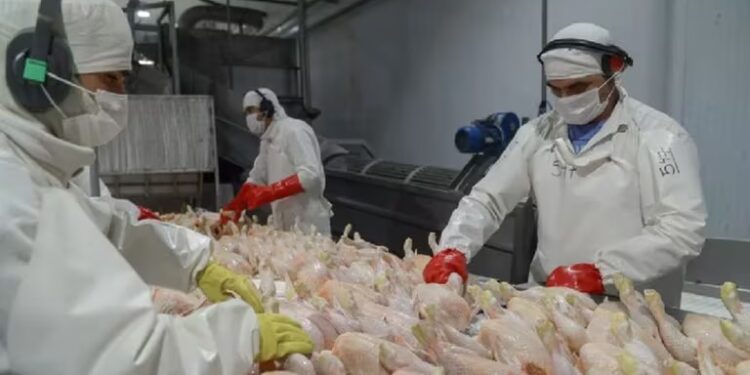 El Reino Unido reabrió la importación de carne de pollo argentina tras la gripe aviar