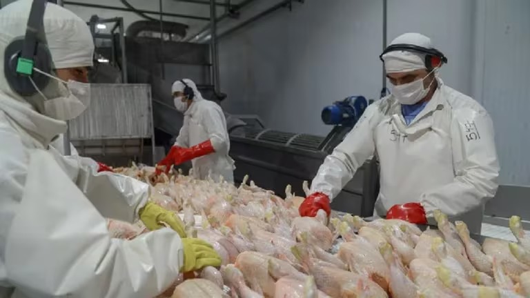 El Reino Unido reabrió la importación de carne de pollo argentina tras la gripe aviar