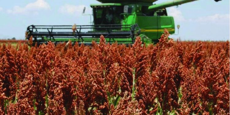 Recomendaciones para sacarle el máximo provecho en planteos ganaderos al sorgo forrajero
